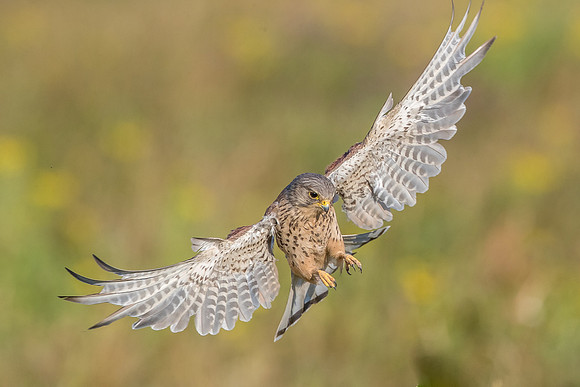 Male kestrel  Falco tinnunculus