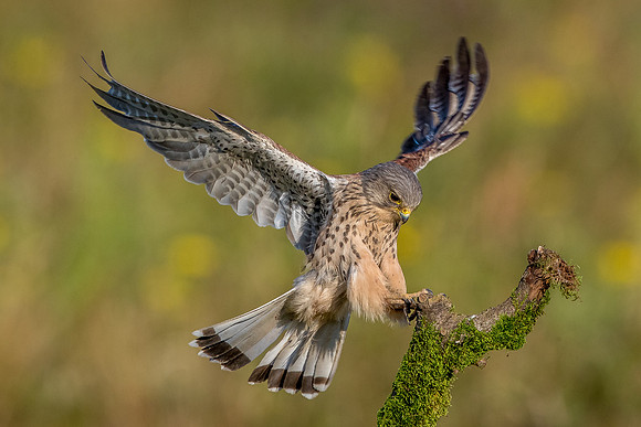Male kestrel  Falco tinnunculus