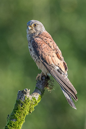 Male kestrel  Falco tinnunculus