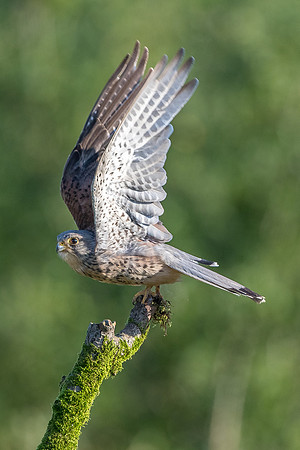 Male kestrel  Falco tinnunculus