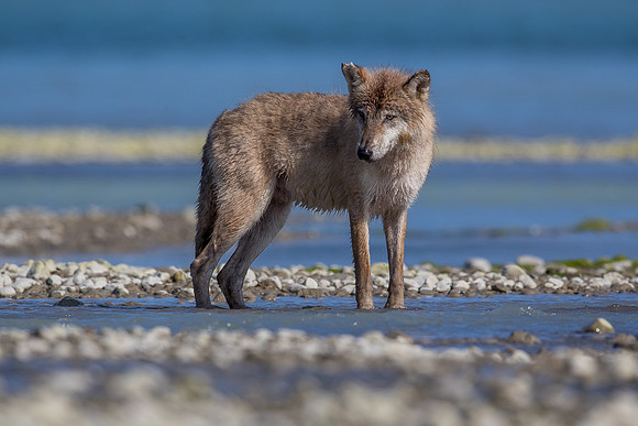Wolf fishing for salmon
