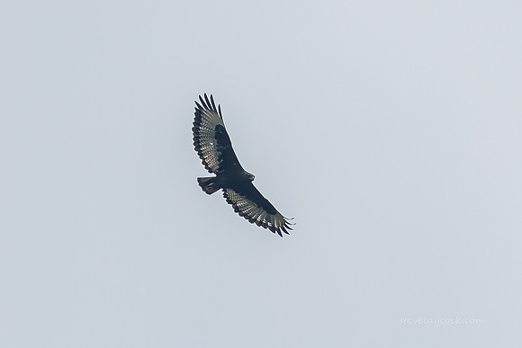 IMG_3744