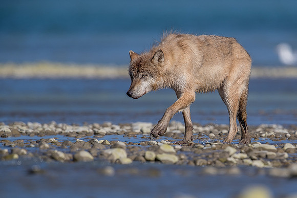wolf
