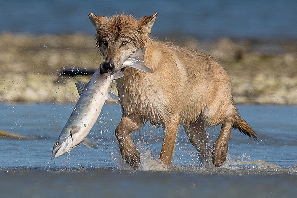 Wolf fishing for salmon