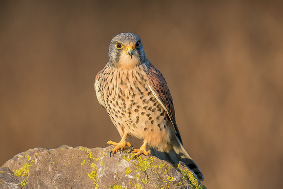 Male European Common kestrel