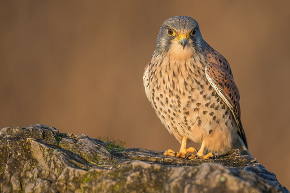 Male European Common kestrel