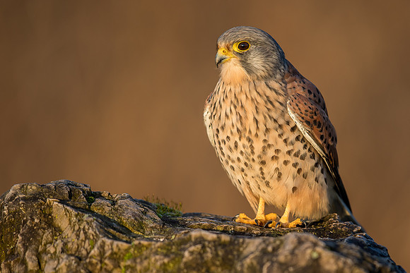 Male European Common kestrel