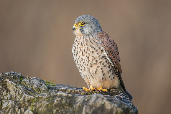 Male European Common kestrel