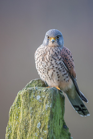 Male European Common kestrel