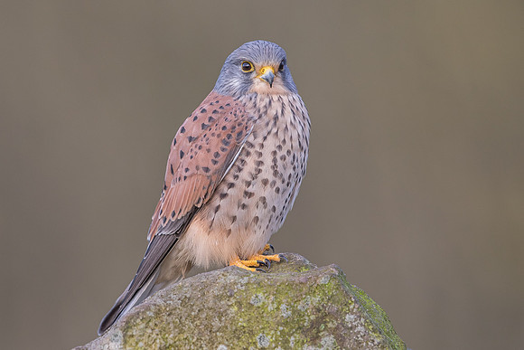 Male European Common kestrel