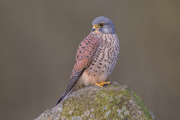 Male European Common kestrel