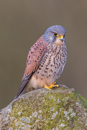 Male European Common kestrel