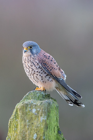 Male European Common kestrel
