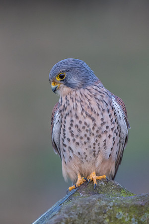 Male European Common kestrel