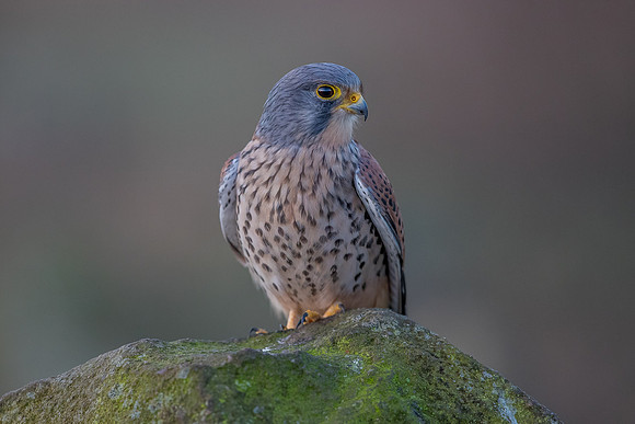 Male European Common kestrel