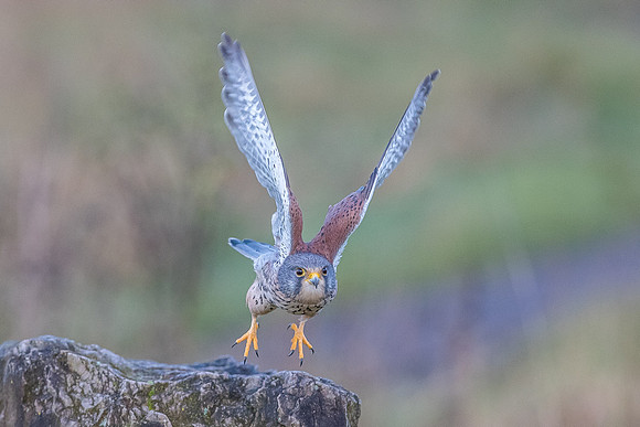 Male European Common kestrel