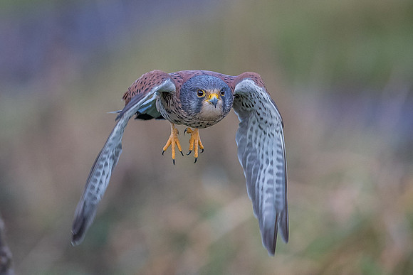 Male European Common kestrel