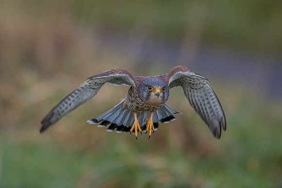 Male European Common kestrel