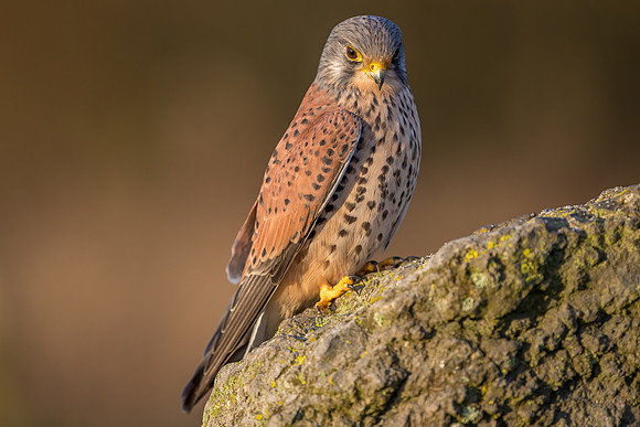 Male European Common kestrel