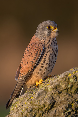 Male European Common kestrel
