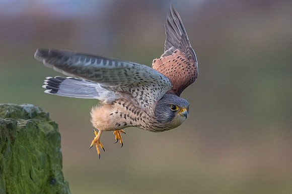 Male European Common kestrel