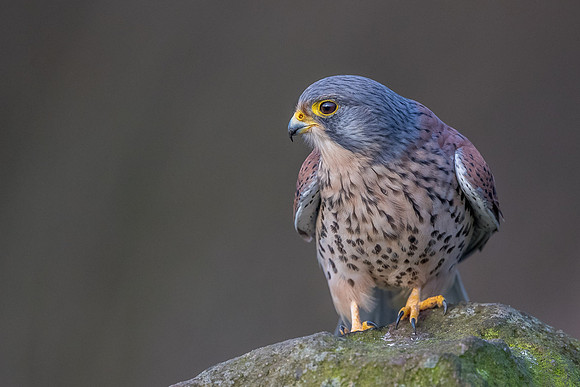 Male European Common kestrel
