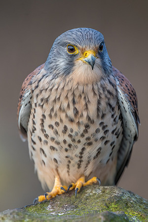 Male European Common kestrel