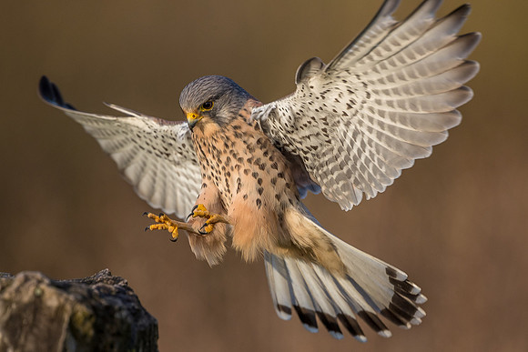 Male European Common kestrel