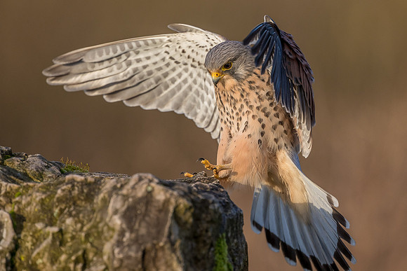 Male European Common kestrel