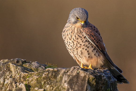Male European Common kestrel