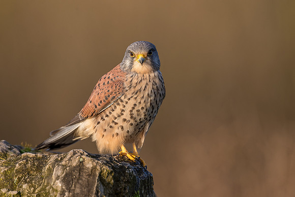 Male European Common kestrel