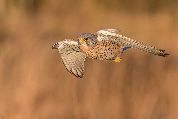 Male European Common kestrel