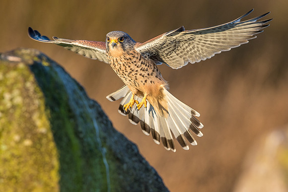 Male European Common kestrel