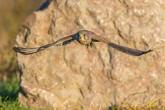 Male European Common kestrel