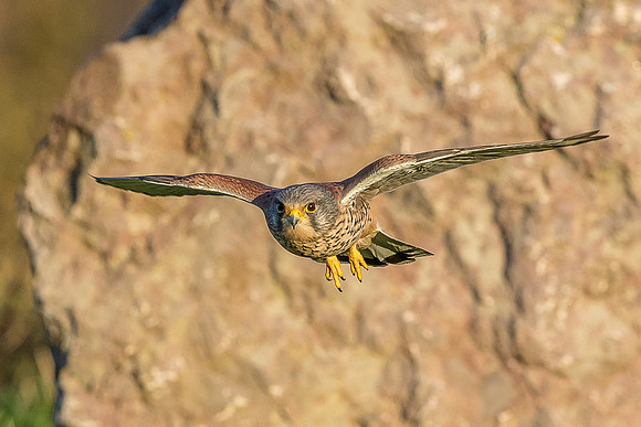 Male European Common kestrel