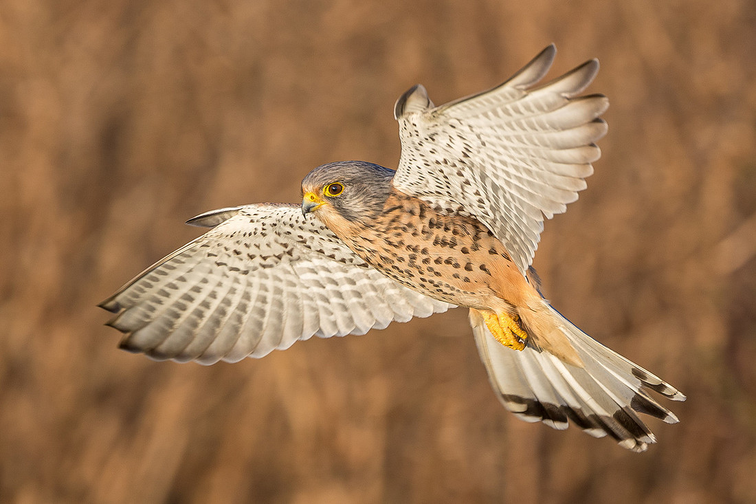 Steve Laycock Photography Kestrel