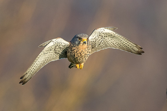 Male European Common kestrel