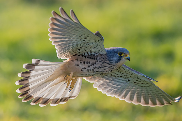 Male European Common kestrel