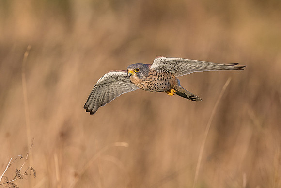 Male European Common kestrel