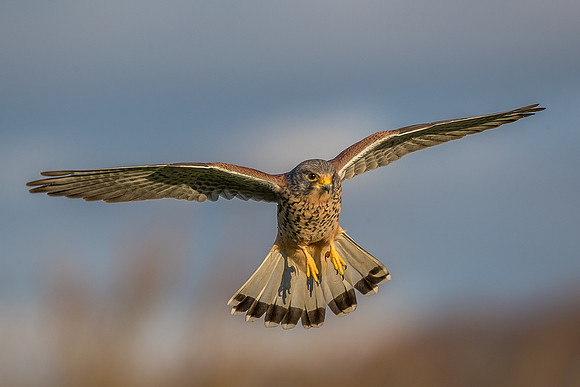 Male European Common kestrel