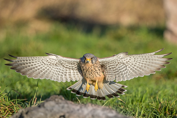 Male European Common kestrel
