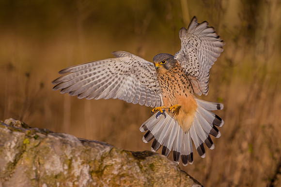 Male European Common kestrel