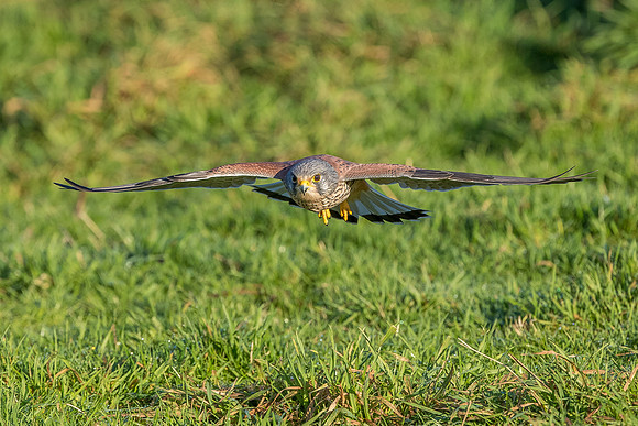 Male European Common kestrel
