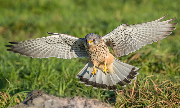 Male European Common kestrel