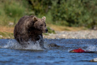 grizzly