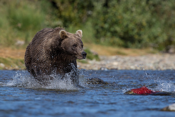 grizzly
