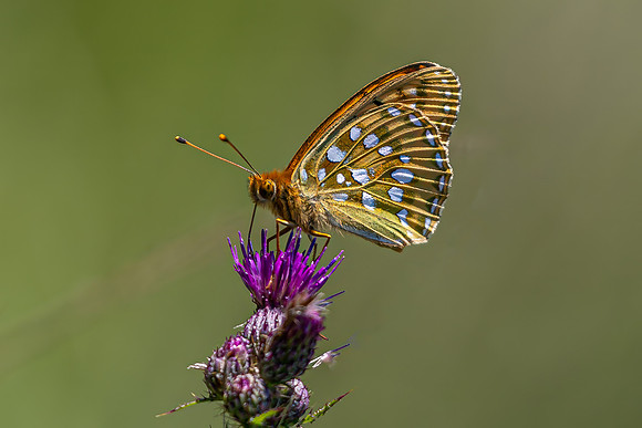 IMG_1420-Edit