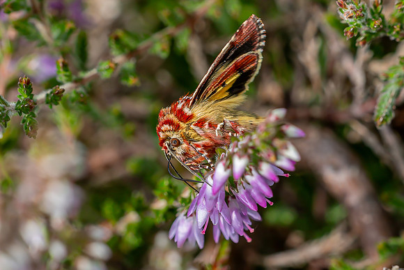 IMG_4699-Edit