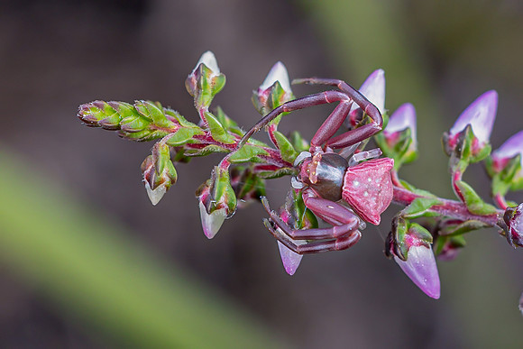 IMG_5314-Edit