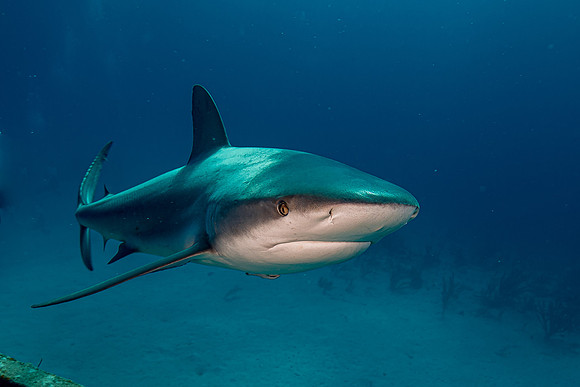 Caribbean grey reef shark